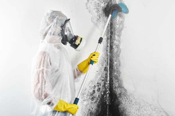 Forensic Mold Investigation in Bremerton, WA