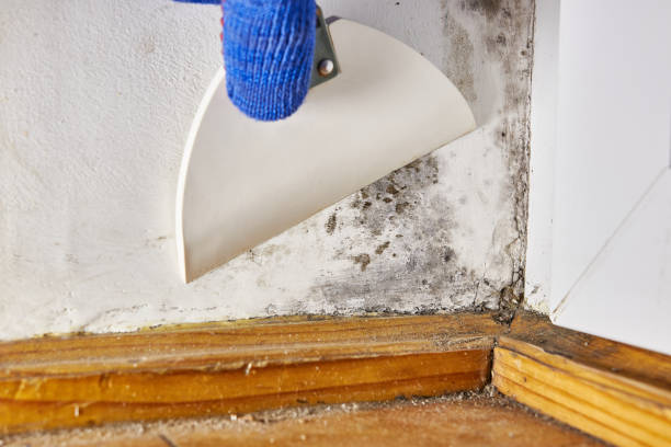 Best Mold Remediation for Healthcare Facilities  in Bremerton, WA