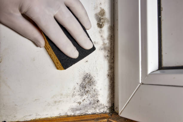 Best Post-Remediation Verification Testing  in Bremerton, WA