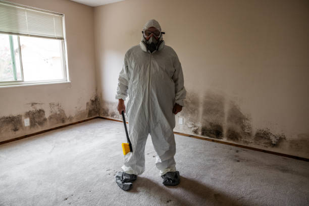 Professional Mold Removal in Bremerton, WA